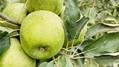 Upcycling apple waste to create an effective and sustainable well-aging ingredient